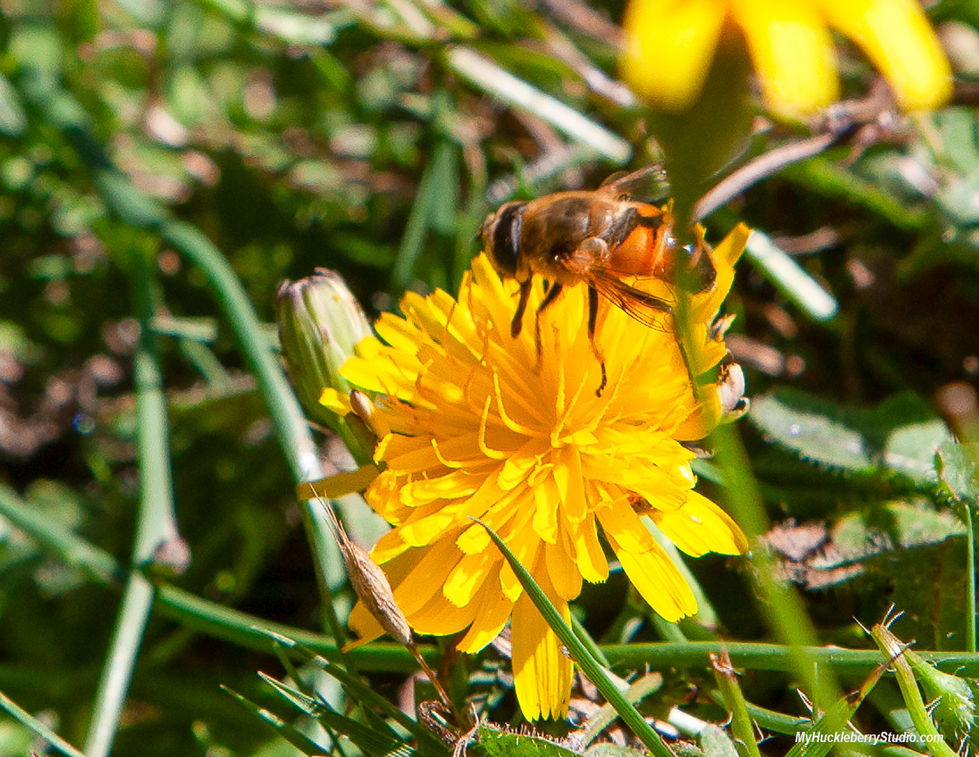 _DS36056_Bees