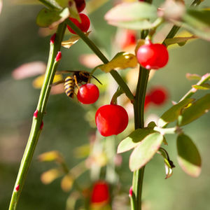 Huckleberry Fruits and Berries