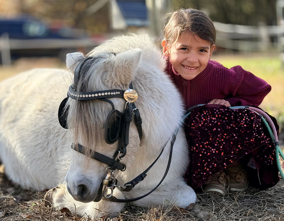 What age do I train my horse to drive?