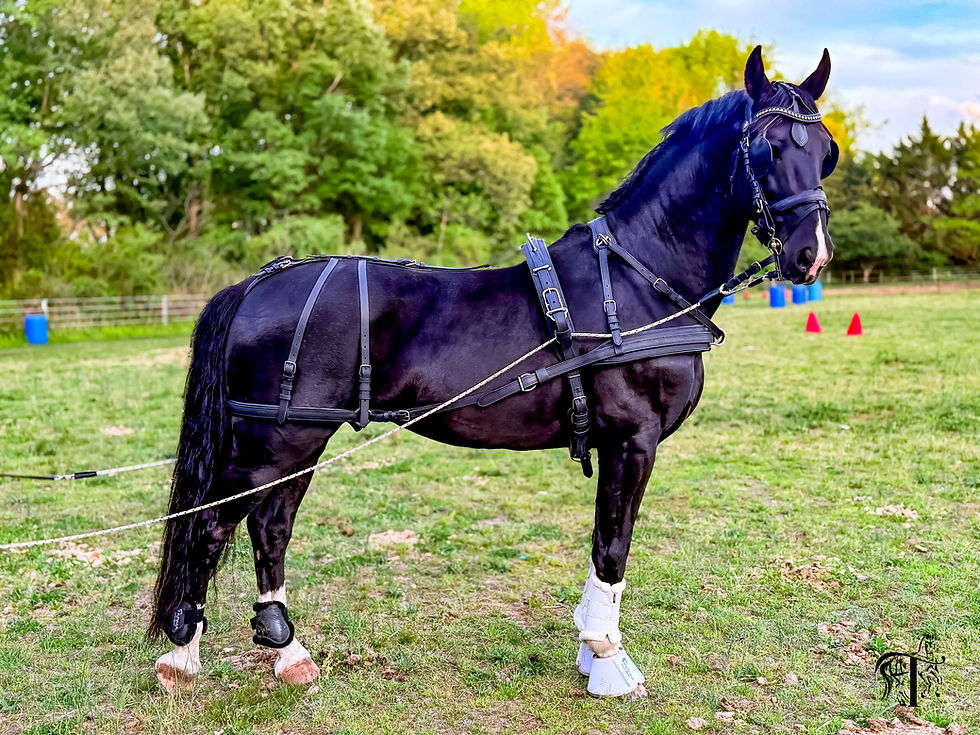Grooming Carriage Horses