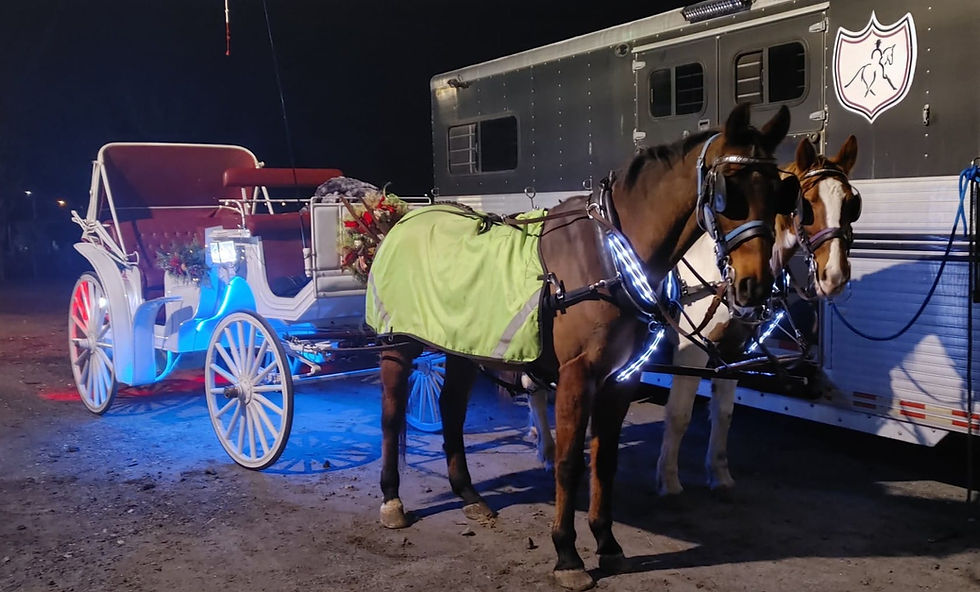 Teaching a Horse to Stand Tied at the Patience Tree — Why It Matters More Than You Think