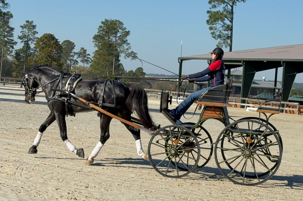 How to Properly Use a Whip in Carriage Driving
