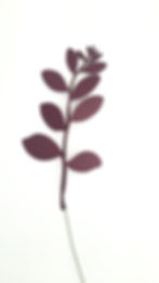 Miniatura: Folhagens Avulsas
