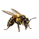Wasps.png