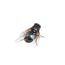 Flies.png