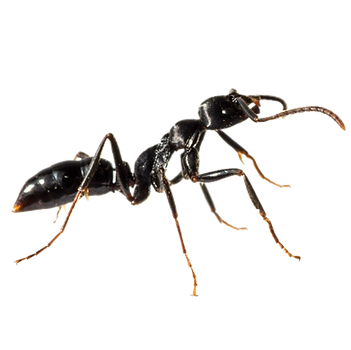 Ant (2).png