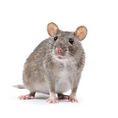 Rat (3).png