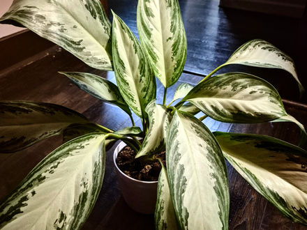 Plant of the Month: Chinese Evergreen