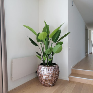Plante en pot