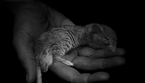Of Mice