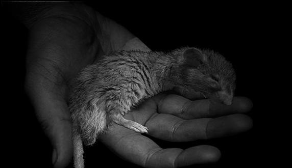 Of Mice