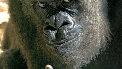 The Voices of Darwin