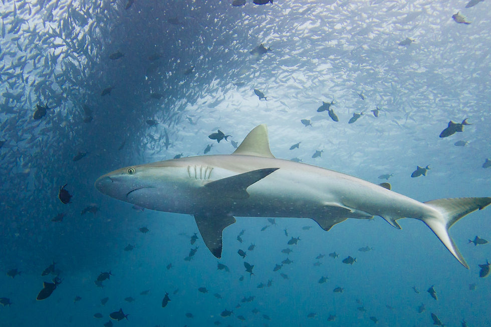 Grey reef shark Central Atolls Maldives liveaboard EcoPro Seascape