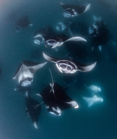 Group of reef manta rays feeding together in the deep blue waters of Hanifaru Bay during a Northern Atolls liveaboard tour.