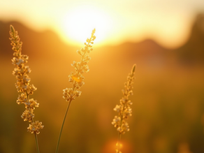 Kosten besparen met zonnepanelen reinigen: zo doe je dat slim