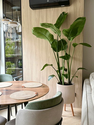 ozelenennia-kvartyry-1