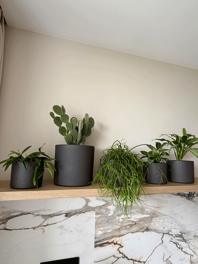 ozelenennia-kvartyry-2