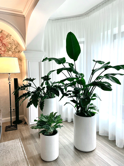 ozelenennia-budynku-4