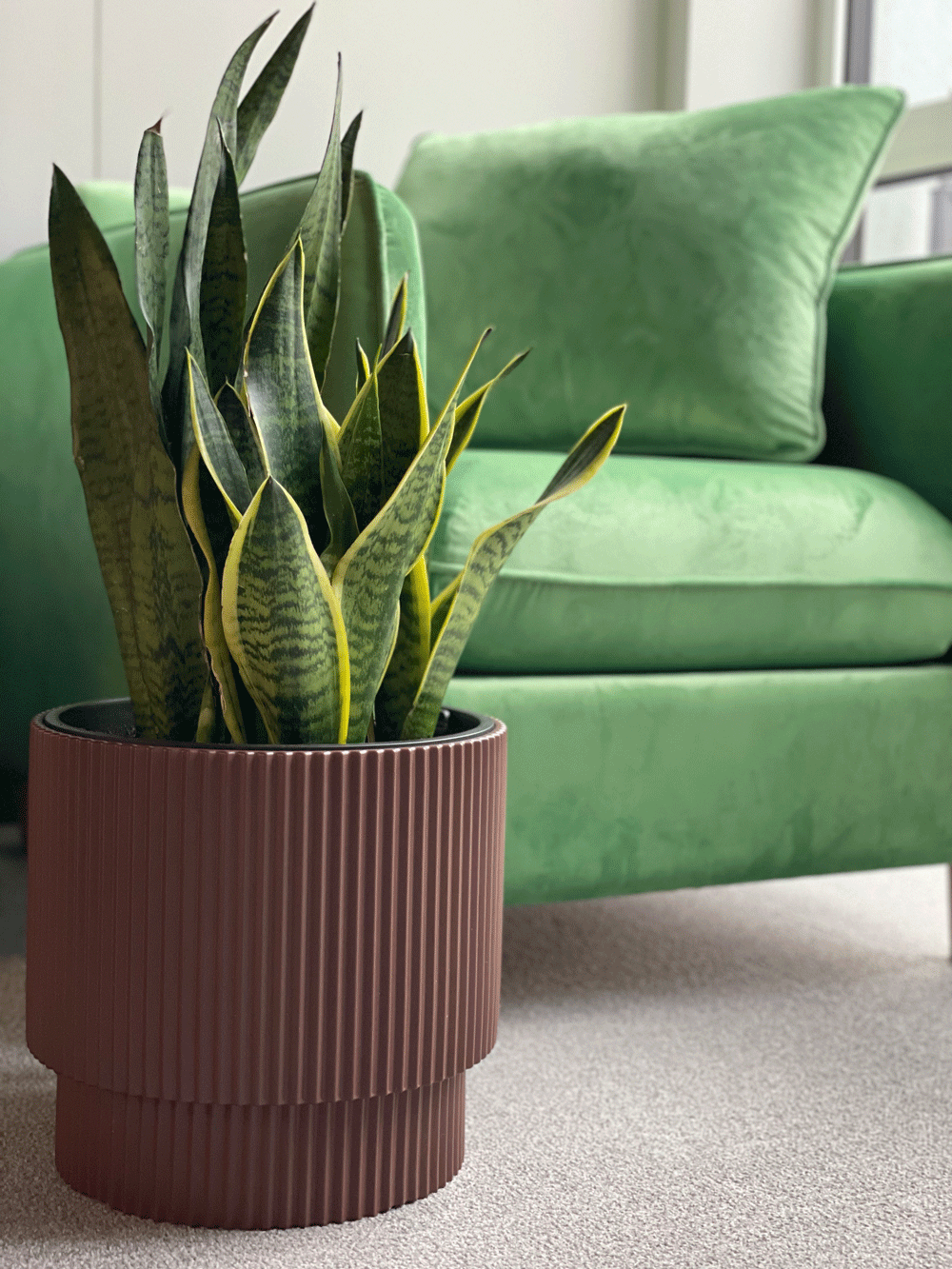 sansevieria.gif