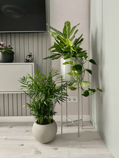 ozelenennia-kvartyry