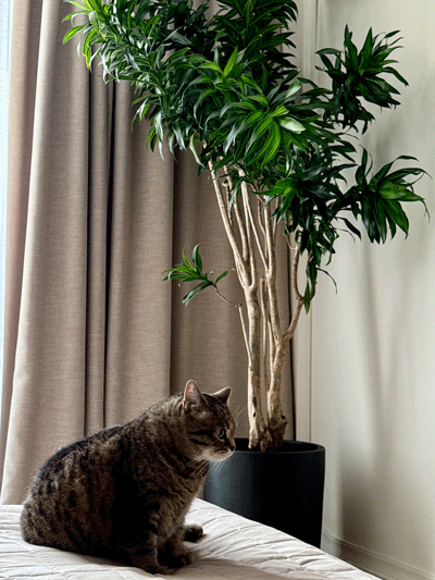 ozelenennia-kvartyry-3