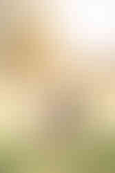 mom and dad holding hands and walking outside