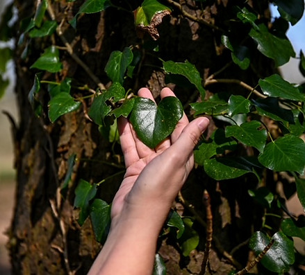 Hand met hartvormig blad