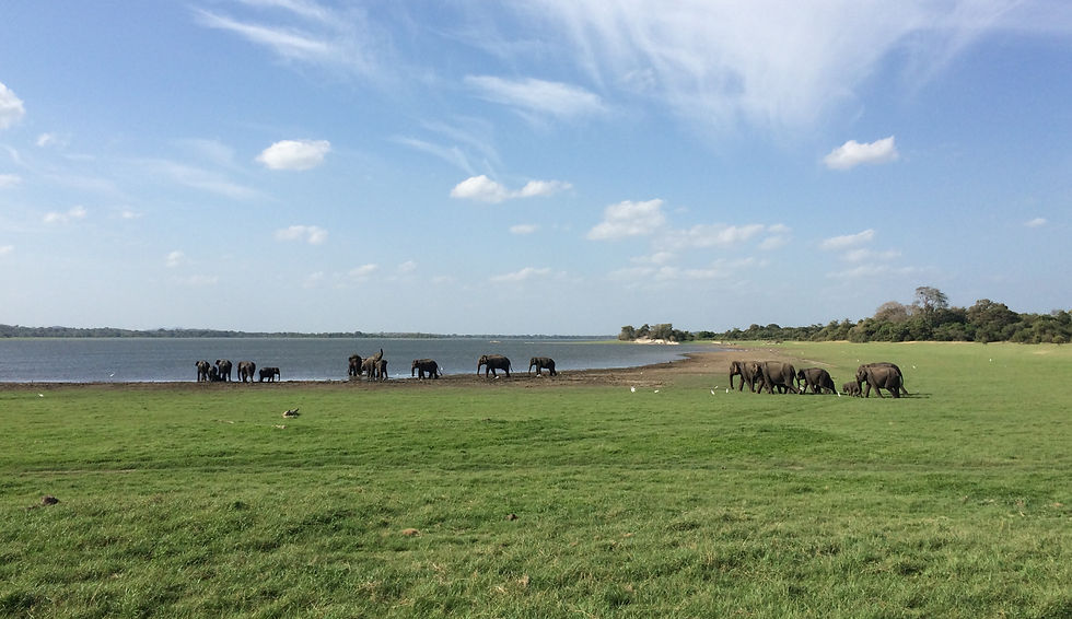 Minneriya National Park