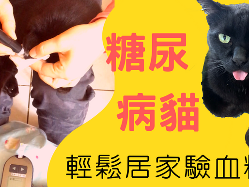 糖尿病貓居家採血驗血糖輕鬆上手【毛掌村爽爽過pawsvillage】