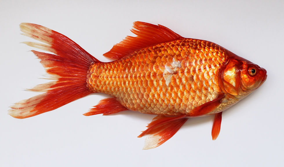 Red herring fish