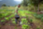 Agriculteur arrosant des légumes dans un champ, illustrant les pratiques d'agriculture durable et la culture locale aux Comor