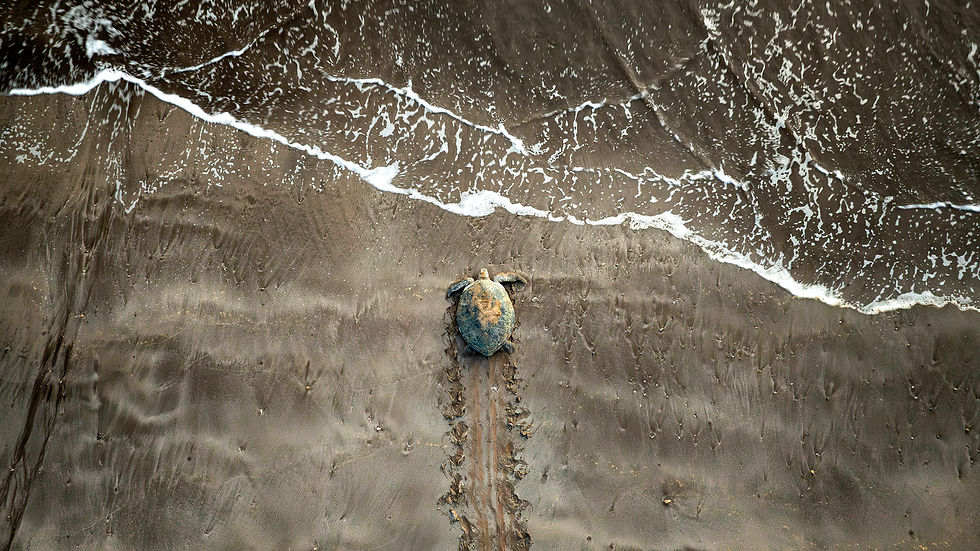 6-Tortues Itsamia-33.jpg