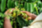 Mains en train de récolter des feuilles d'ylang-ylang, soulignant l'importance des pratiques agricoles responsables et des pr