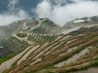 Dragon's backbone rice terraces