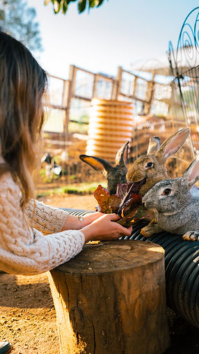 bunnies_BellaPRO12.jpg