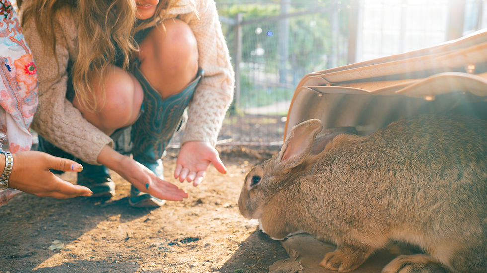 bunnies_BellaPRO1.jpg
