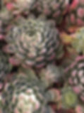 detailed succulents.jpg