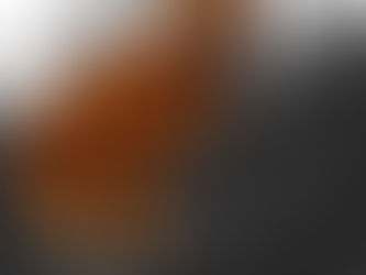 a tailless cat on a post while filming horses