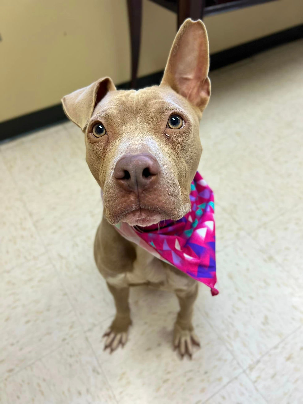Rosenberg Animal Shelter’s Adoptable Dog of the Day Cooper