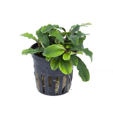 Bucephalandra sp. 'Wavy Green'