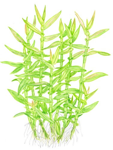 Miniaturbild: Murdannia keisak