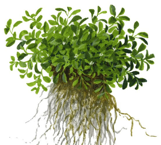 Miniaturbild: Glossostigma elatinoides