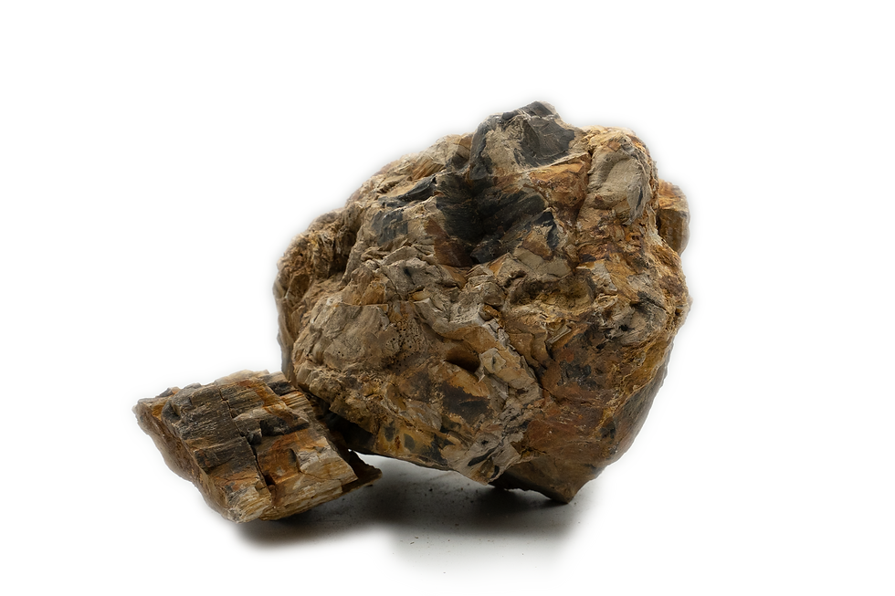 Miniaturbild: Versteinertes Holz Bunt je 1kg