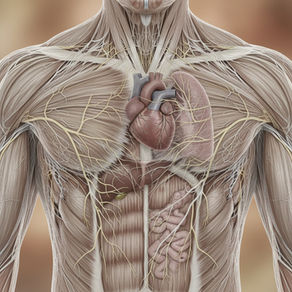 What If Your Body Isn’t the Problem, but the Messenger?
