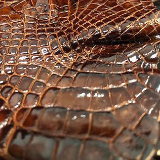 ALLIGATOR - MUSTANG.jpg