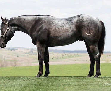 Kings Blue Cash is a 2018 gelding with 19% Dash for Cash and 17% King breeding. Known for his incredible speed and agility, he's a standout in Cowboy Mounted Shooting and continues to impress as he develops under Luke Travis.