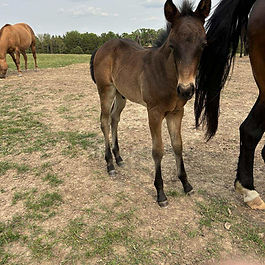 Bay Roan