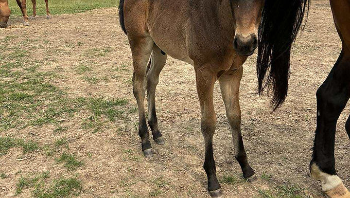Bay Roan