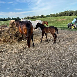 Bay or Bay Roan