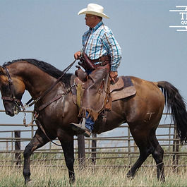 Poco Dakota Hancock is a 2014 stallion with 10% Blue Valentine breeding, known for siring colts with quiet minds, strong work ethics, and exceptional rideability. His offspring are often easy enough for kids—and enjoyable for anyone to ride.